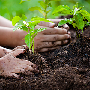 grow_your_own_planting